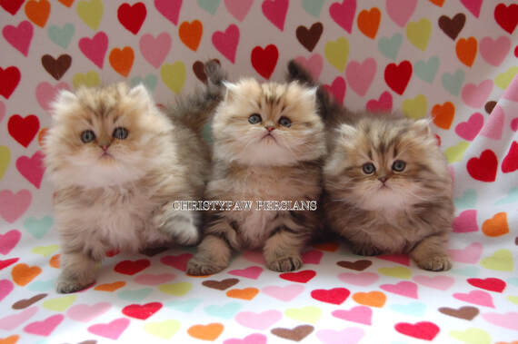 Golden persian kittens for sale