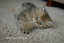 Golden Shaded Persian cat