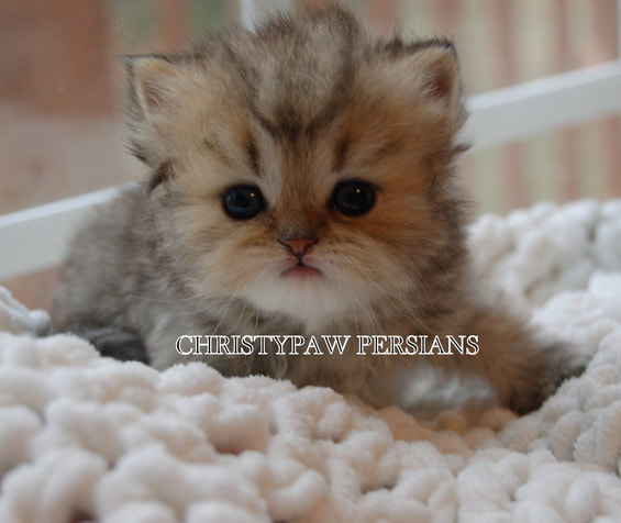 Golden teacup doll face persian kittens for sale