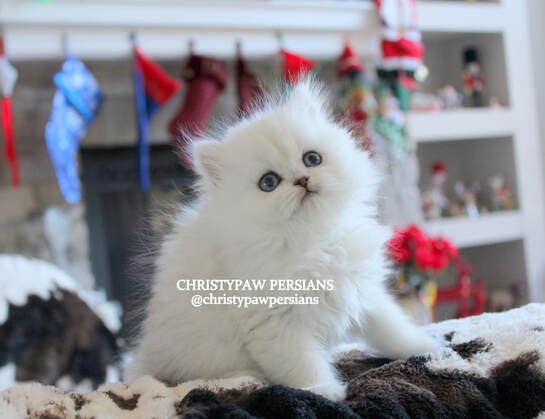 white chinchilla silver persian kittens for sale
