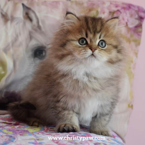 Golden tabby doll face persian kittens for sale 