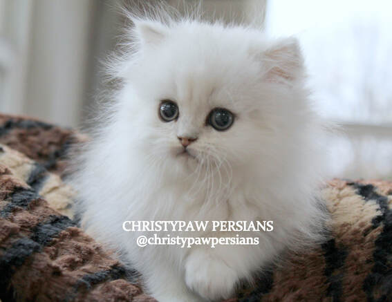 Silver persian kittens for sale