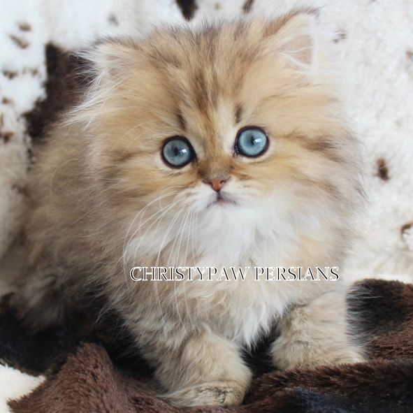vision persian kittens for sale