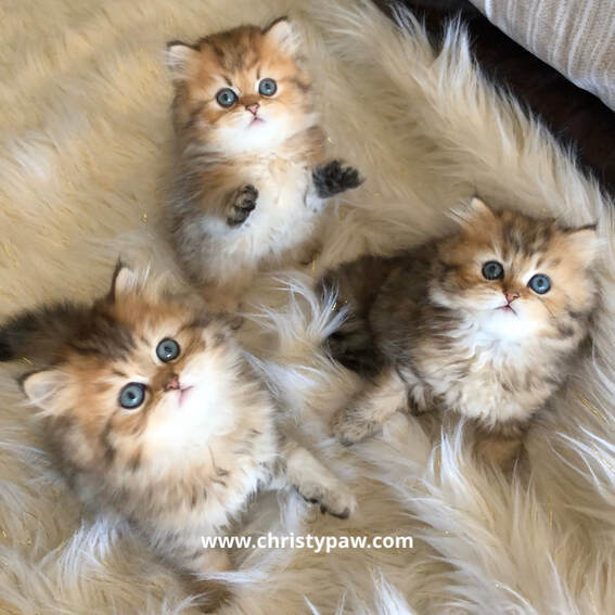Silver Chinchilla Shaded Silver And Golden Persian Kittens For Sale In Missouri Christypaw Persians