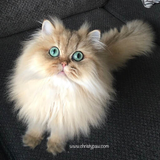 traditional persian cat for sale