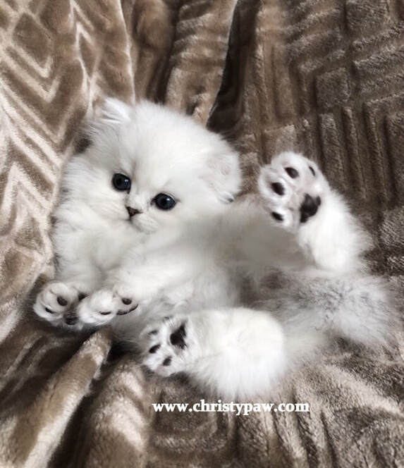 doll face persian for sale