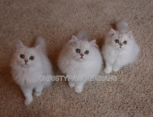 Persian Cats For Sale. Persian Kittens For Sale In Wisconsin